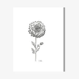 dahlia (2)