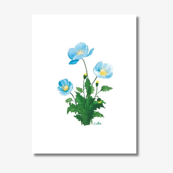 pavots bleus (1)