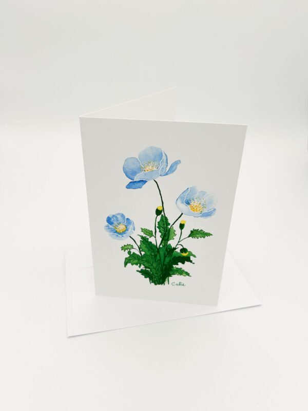 pavots bleus (1)